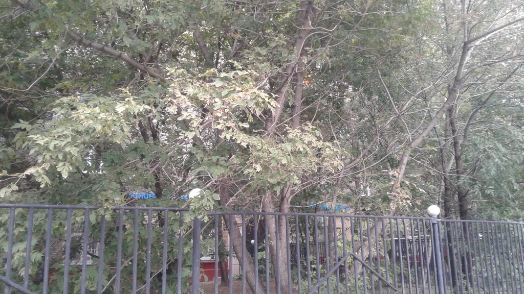 Таргис